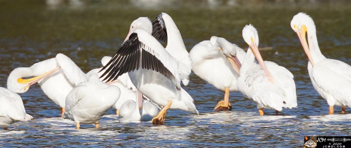 20201030 Old Hickory Lake TN Pelicans